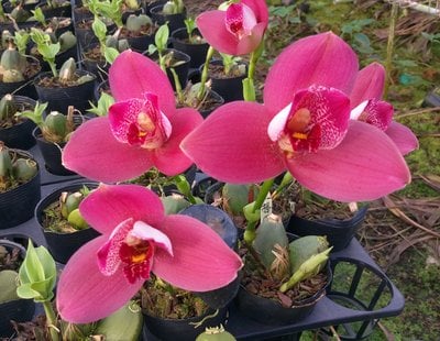 Lyc. Yi-Ying Sakura"No 1"(Meri clone)