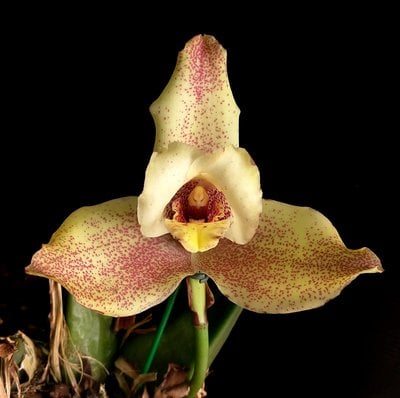 Lyc. Yi-Ying Sakura 'No 129' x Lycaste deppei
