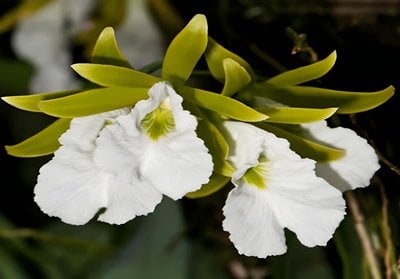 Encyclia mariae