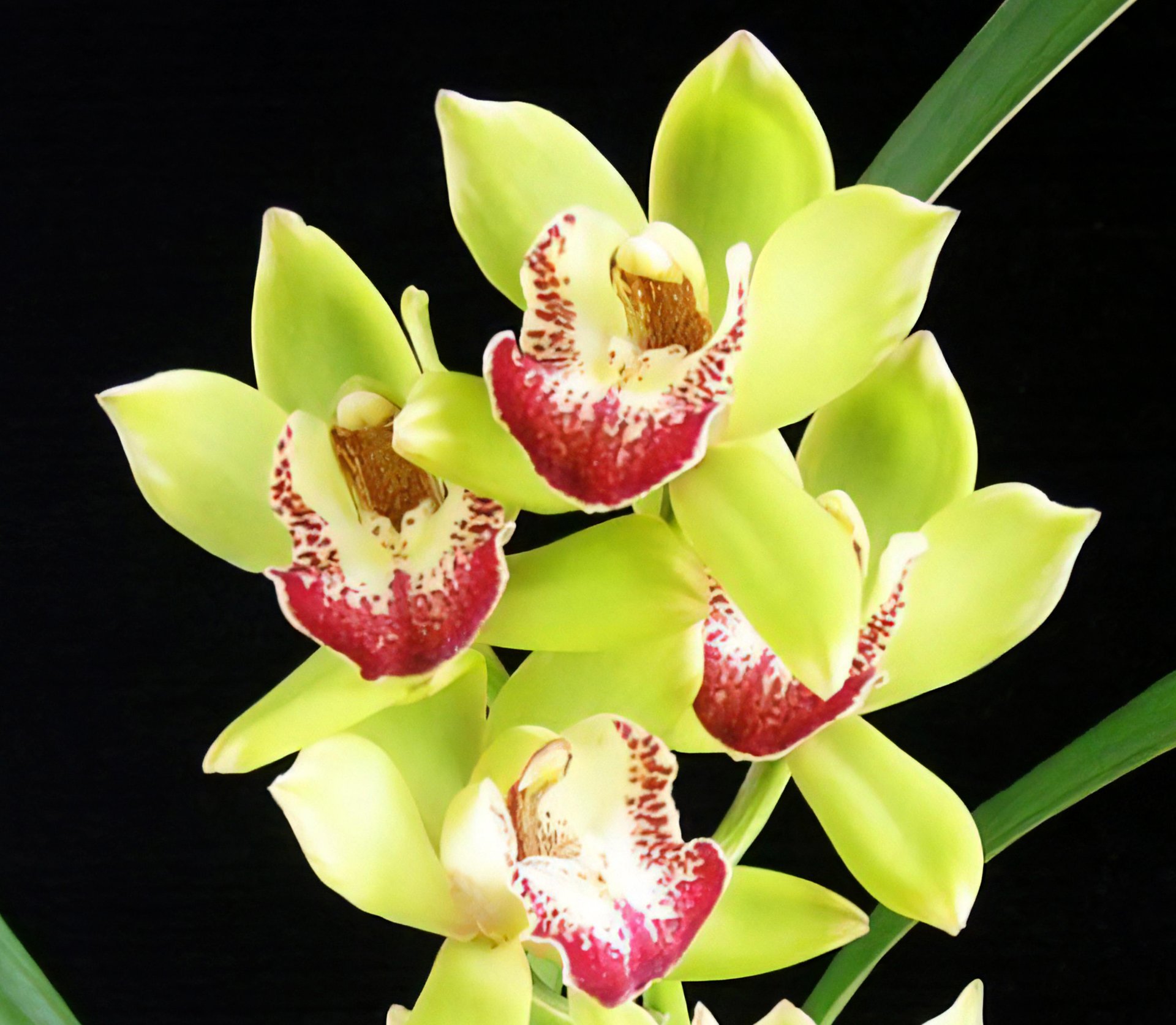 Happy Days 'Green Dragon' (variegated)