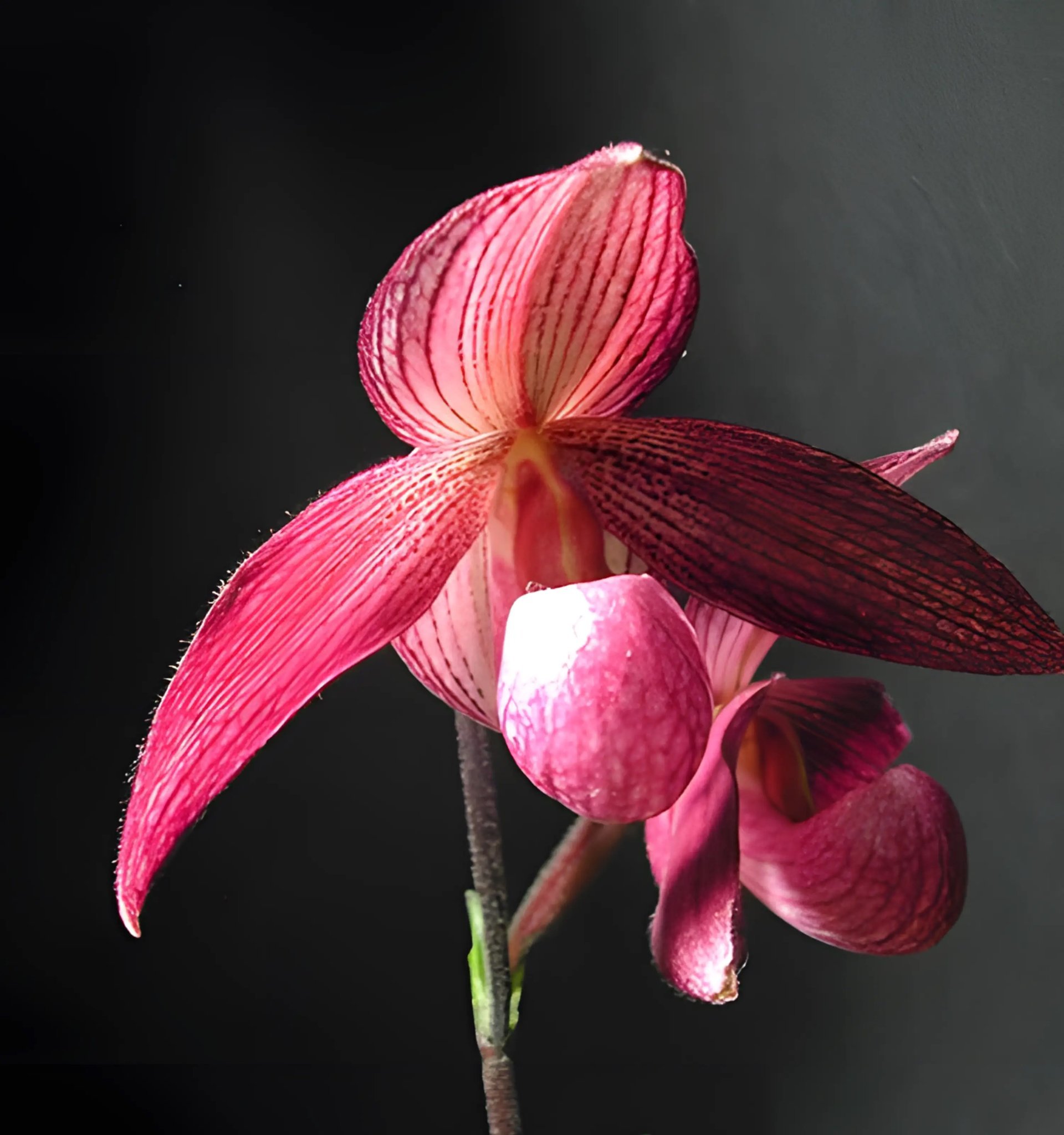 Paph.Delrosi