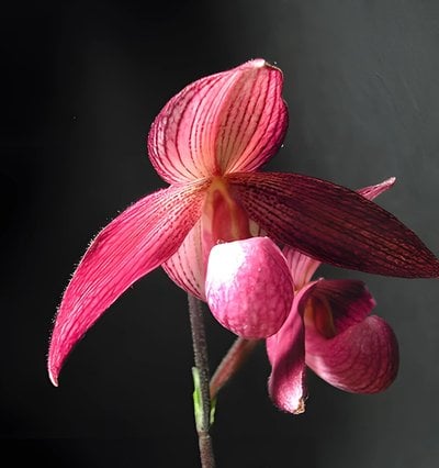Paph.Delrosi