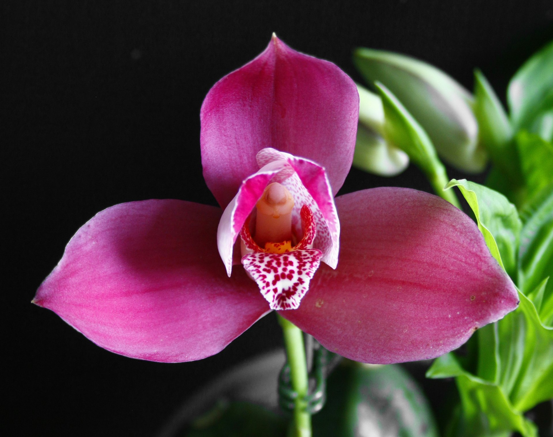 Lyc. Yi-Ying Sakura 'No 40' x (Angulocaste Red Jewel 'Red Baby' x Lyc.Jean Tolliday Kendolie) 'No 149'