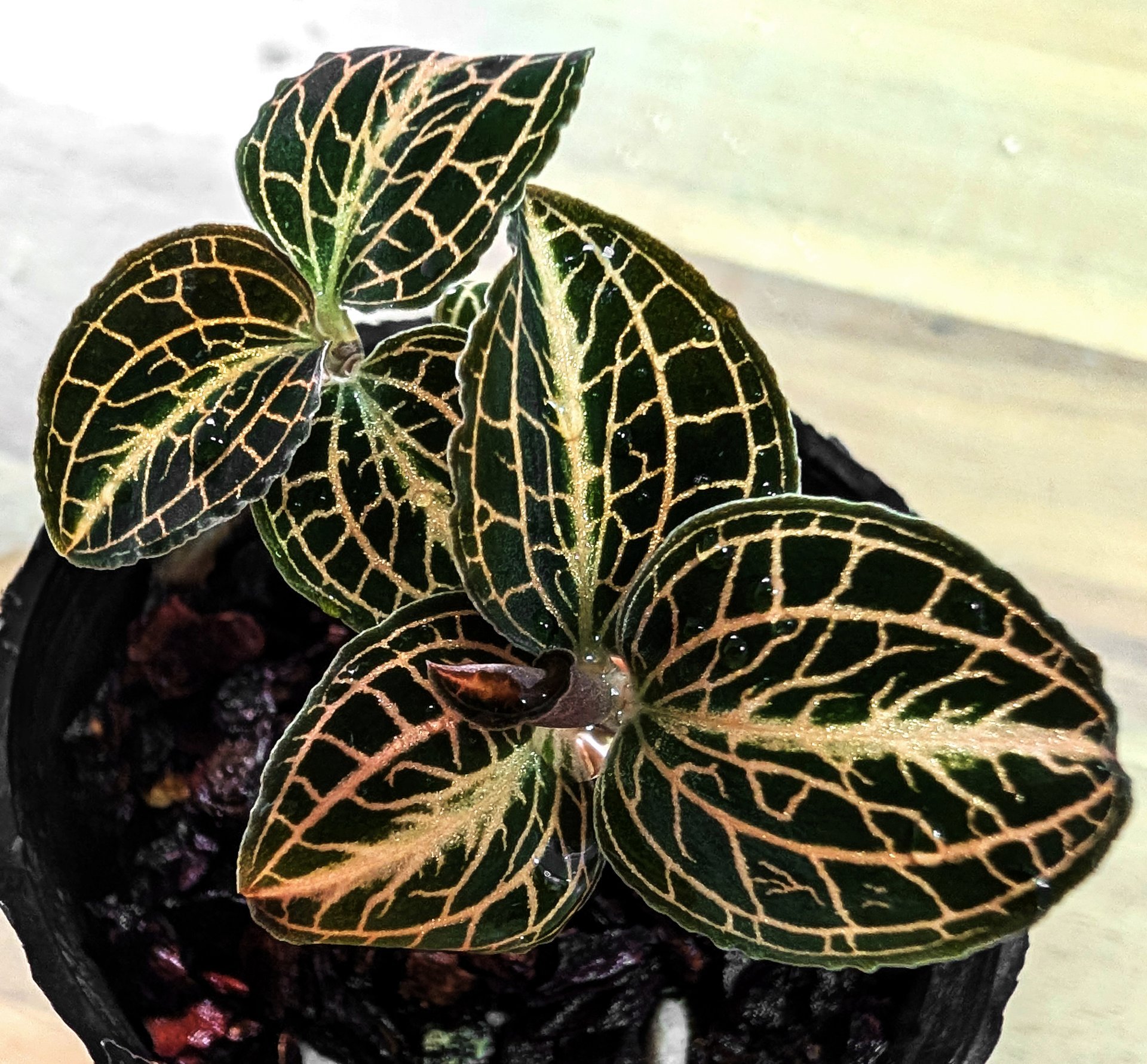 Anoectochilus sp. vietnam green x Anoectochilus hayber #273 Selected 'The Best'