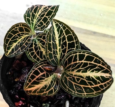 Anoectochilus sp. vietnam green x Anoectochilus hayber #273 Selected 'The Best'