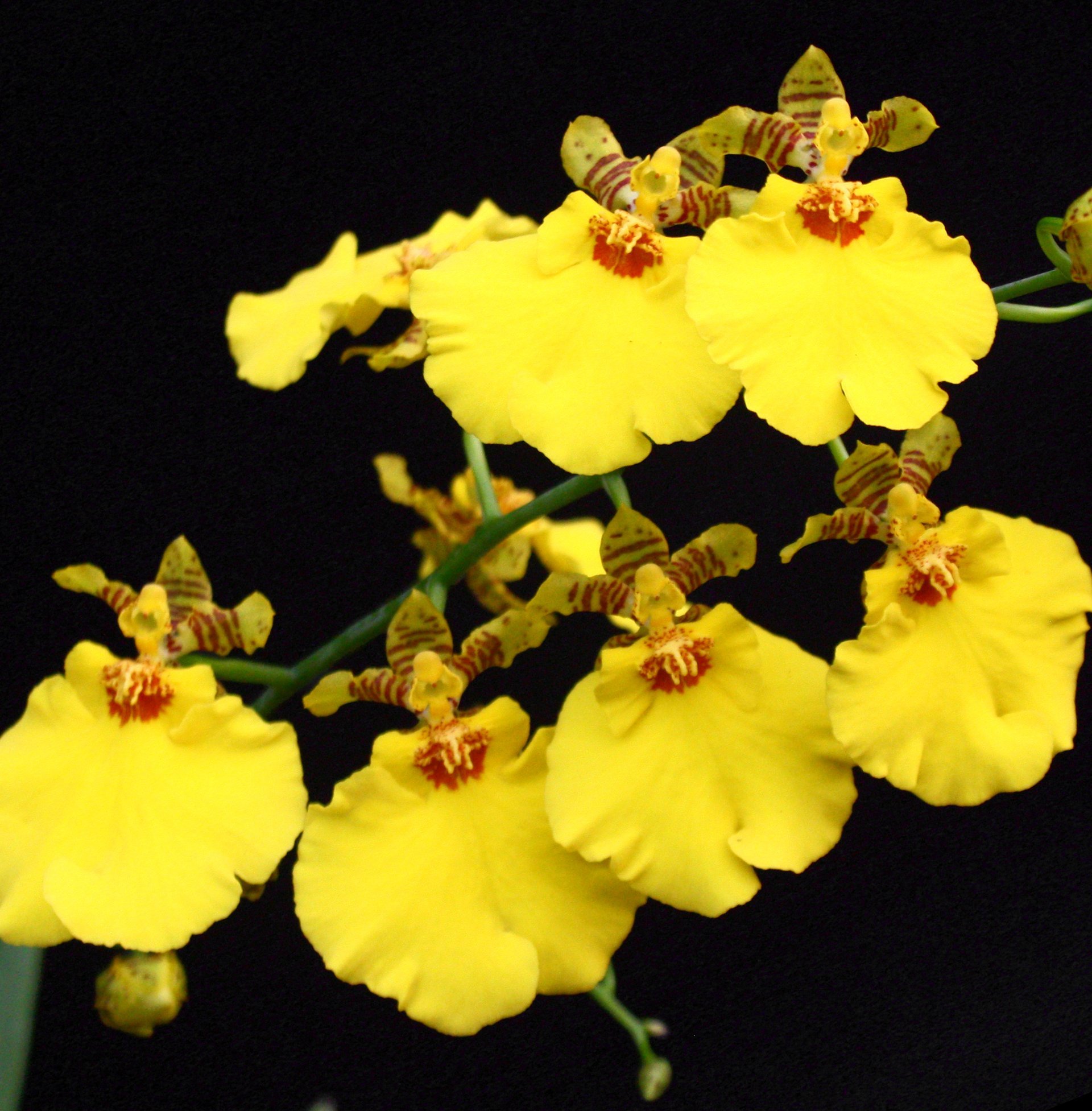 Onc. Sweet Sugar'CT-Wide'