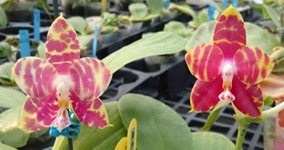 Phal. Yungho Princess Gelb 'Fumi' x Phal. Zheng Min Hazel