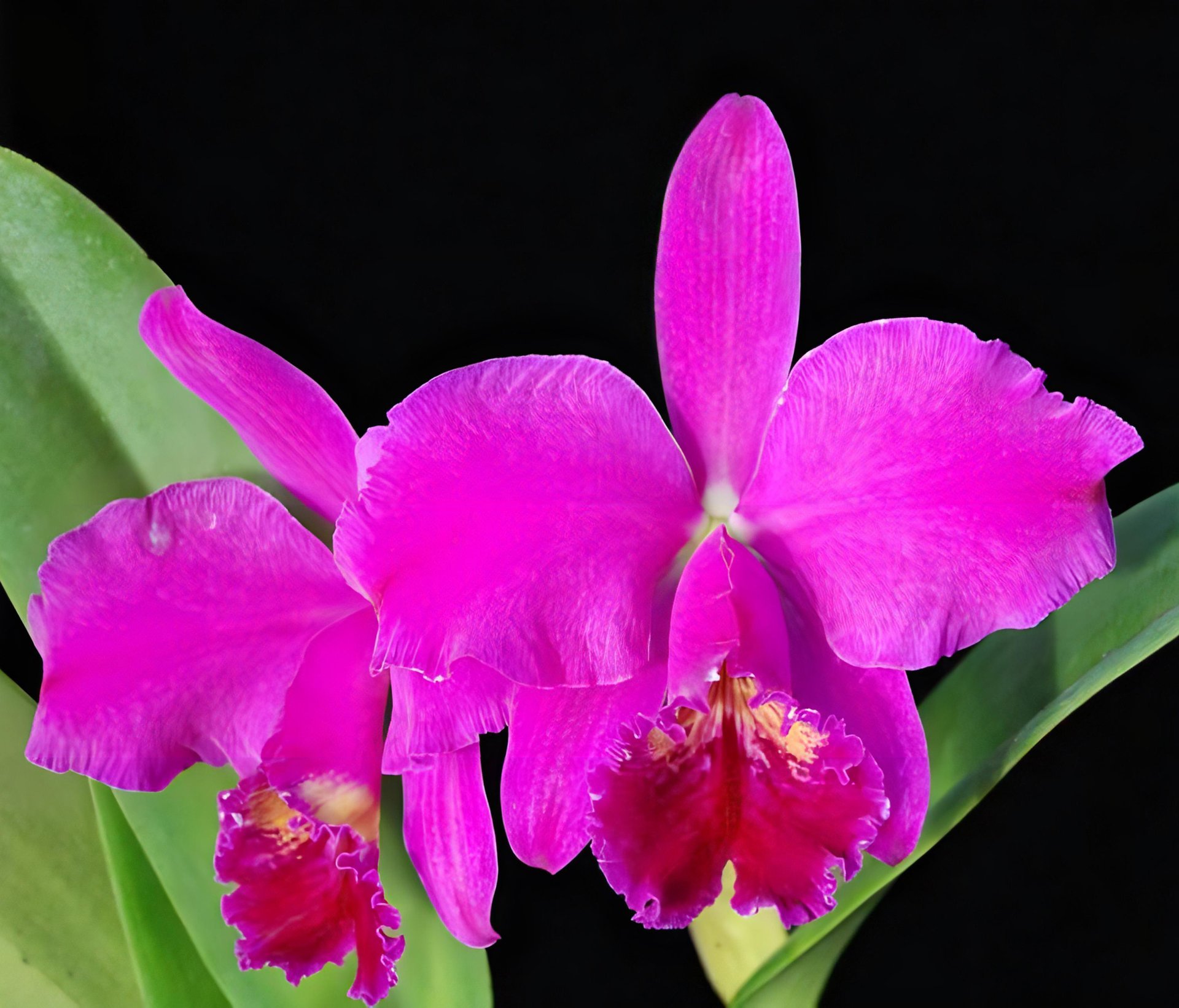 C.mossiae willowbrook FCC/AOS(MC)