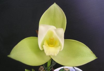 (Lyc.Gayser Gold x Shonan Harmony) X  Bifrenaria harrisoniae var. alba