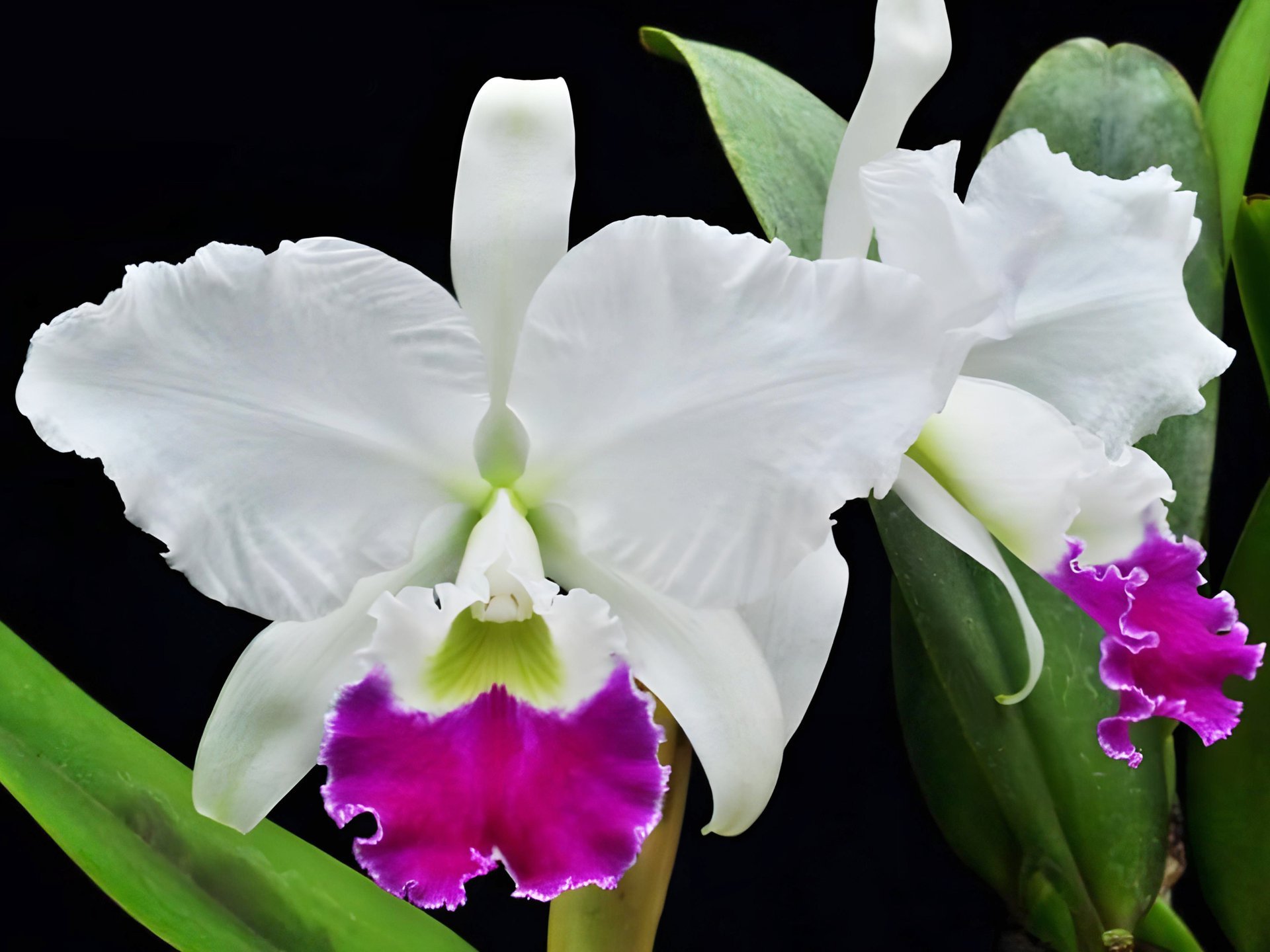C.warneri f.semi-alba x self