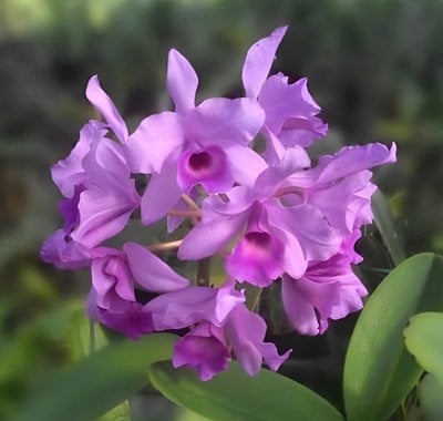 Cattleya deckeri tipo x sib