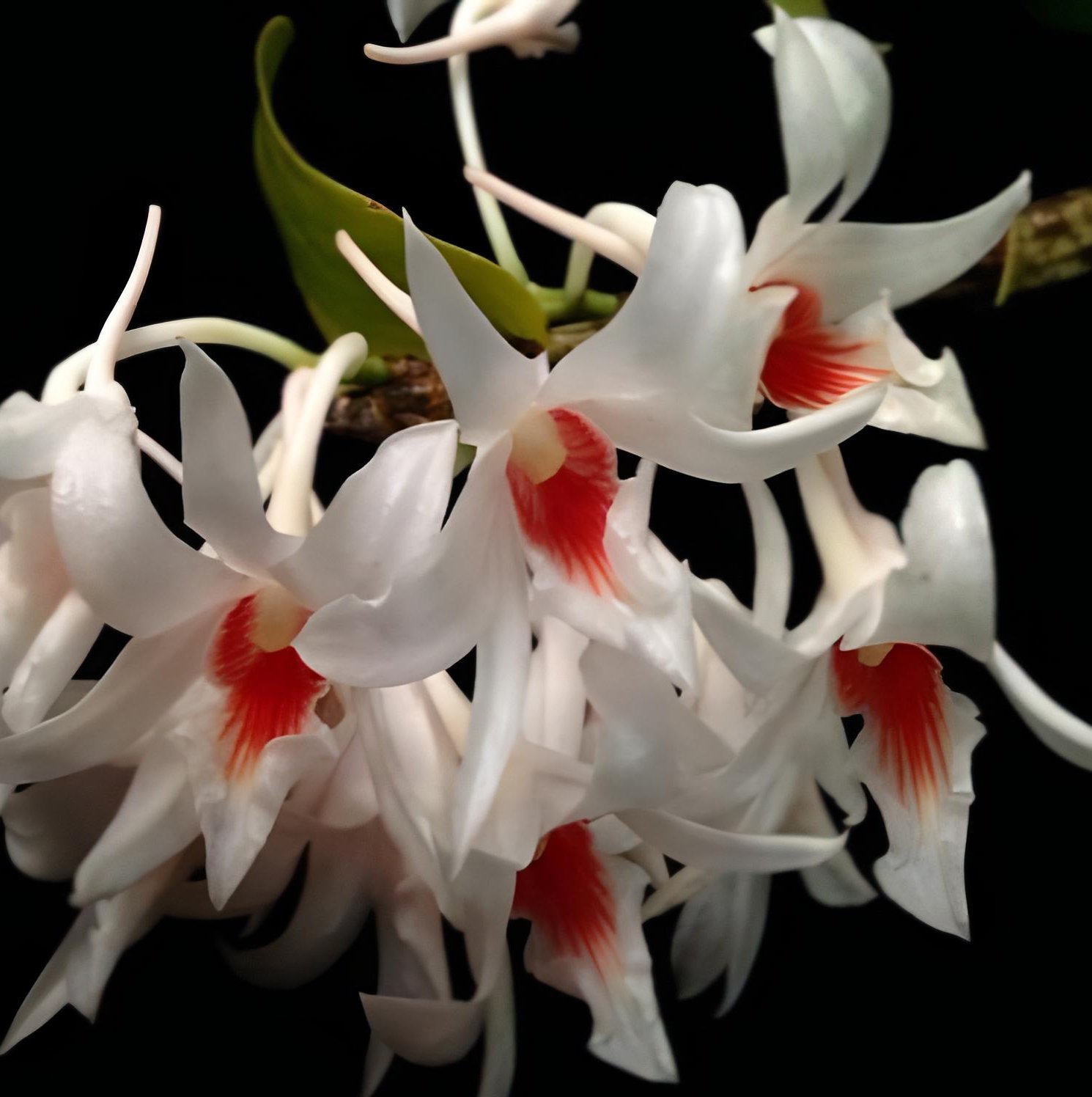 Den.draconis