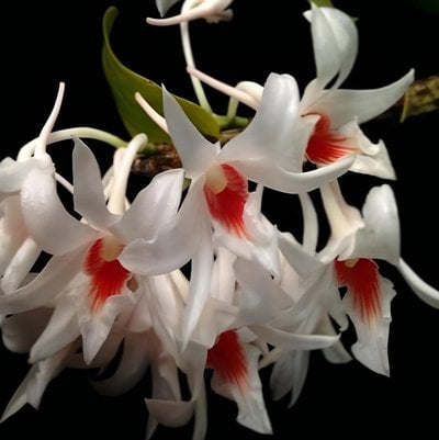Den.draconis