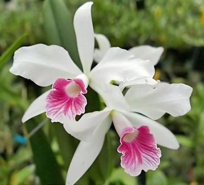 L. purpurata var. carnea 'Dorena'
