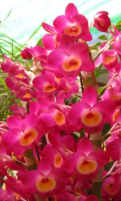 Den.Hamana Lake x Den.Pretty Red(Meri clone)
