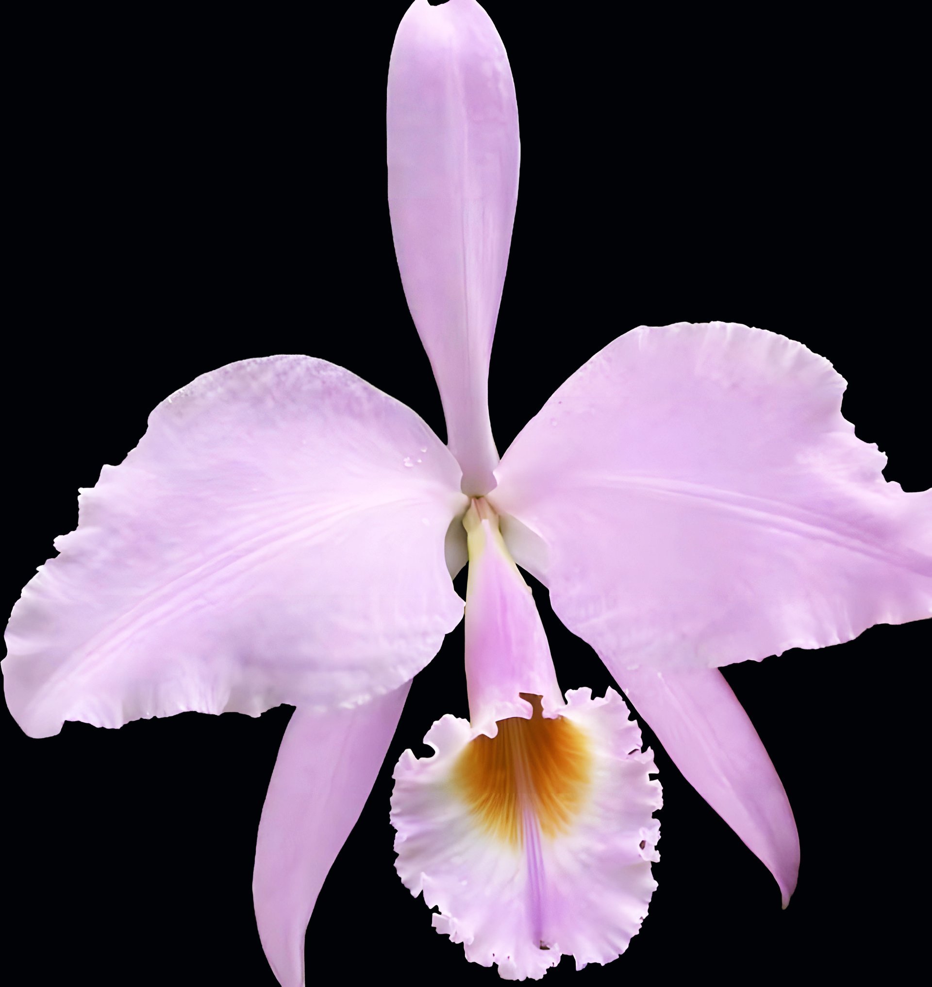 C. gaskelliana semi-alba x concolor 2