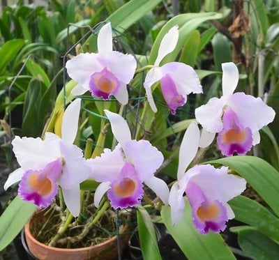 Cattleya quadricolor x sib