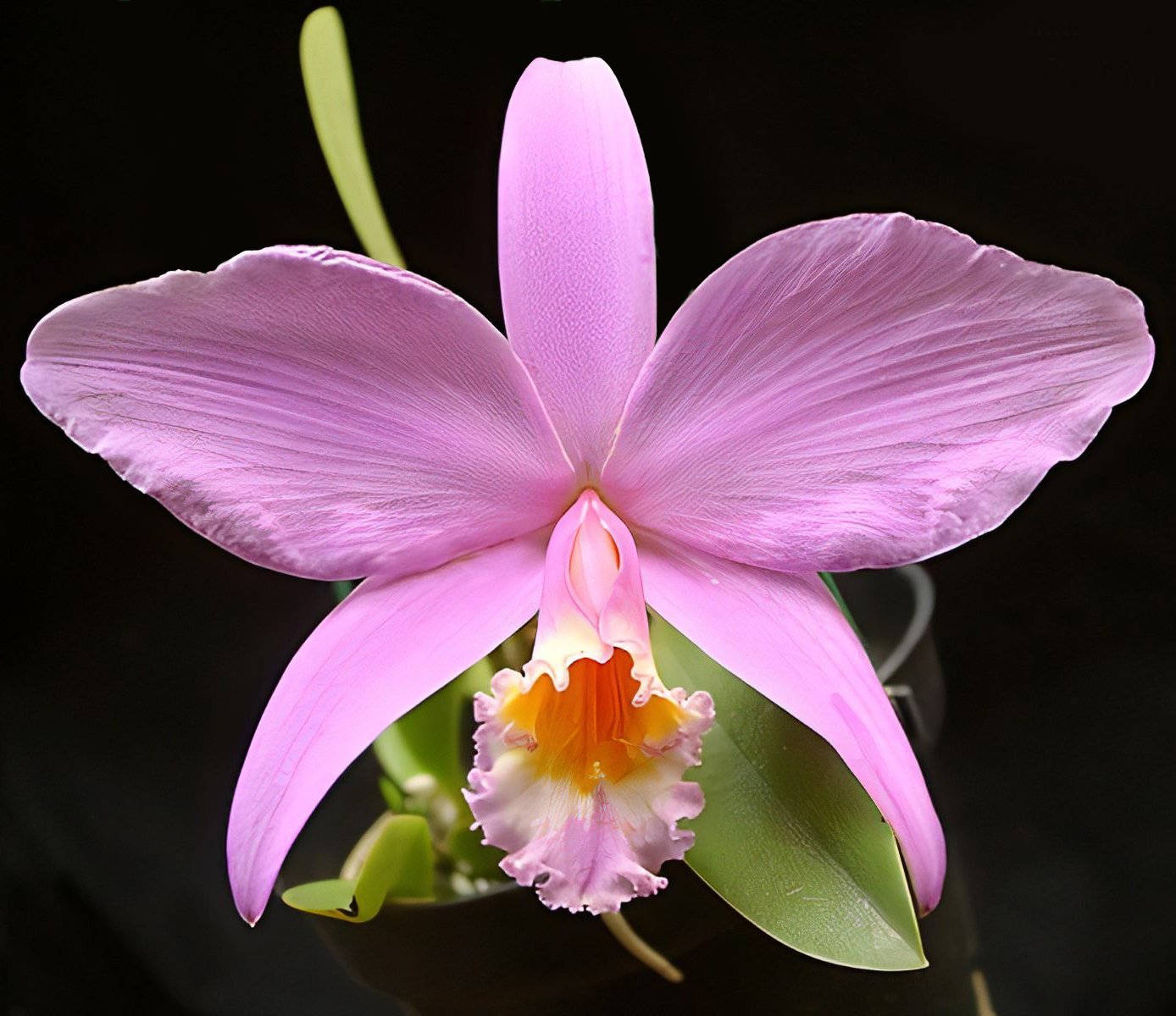 L. jongheana (16cm) x self