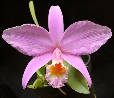 L. jongheana (16cm) x self