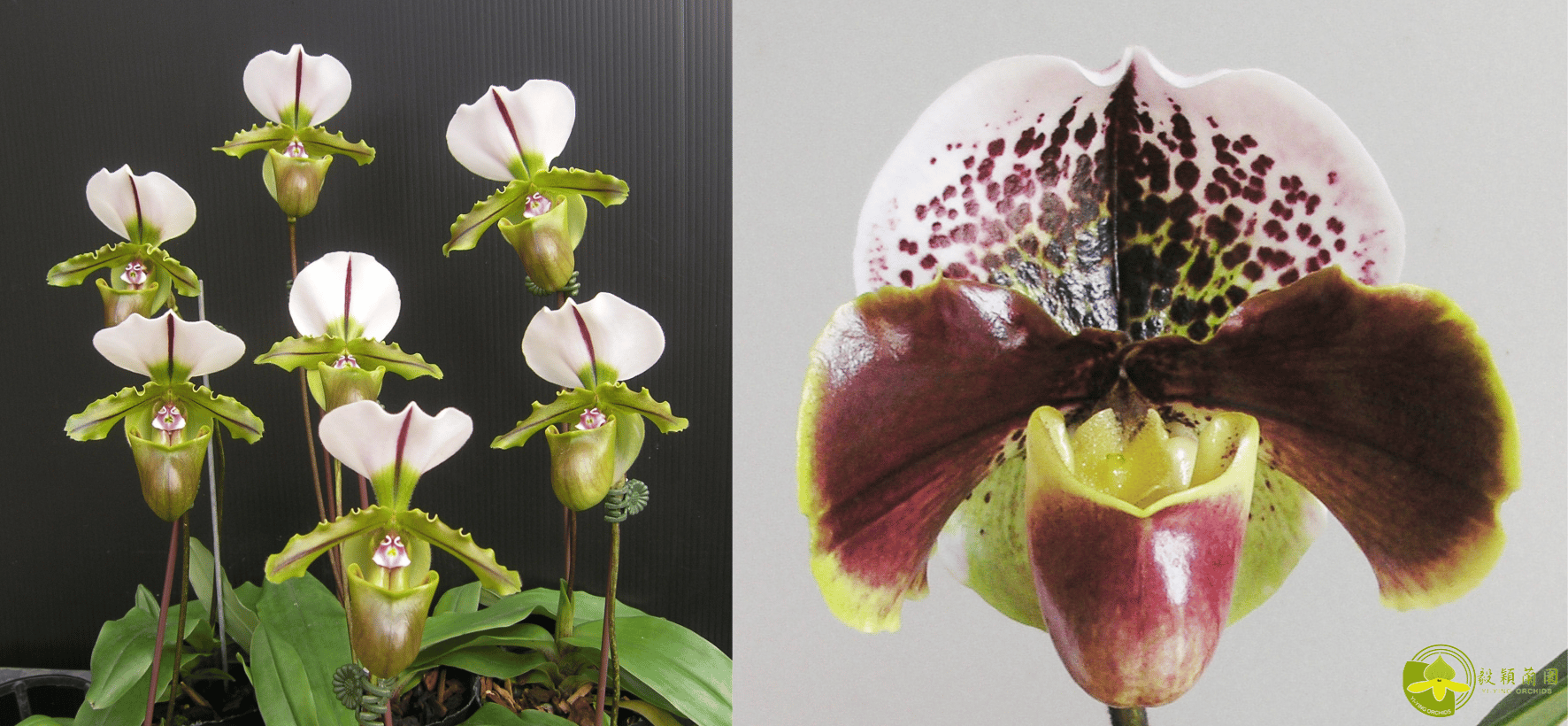 Paph.spicerianum x  Paph. Enzan Kitty 3