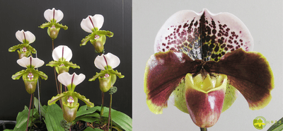 Paph.spicerianum x  Paph. Enzan Kitty
