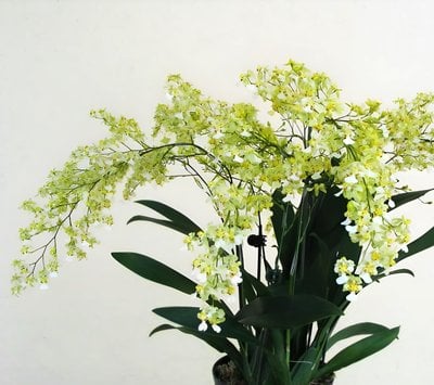 Onc.Yi-Ying Shiny gold (Onc.obryzatum x Onc.Misaki Twinkle Obry)