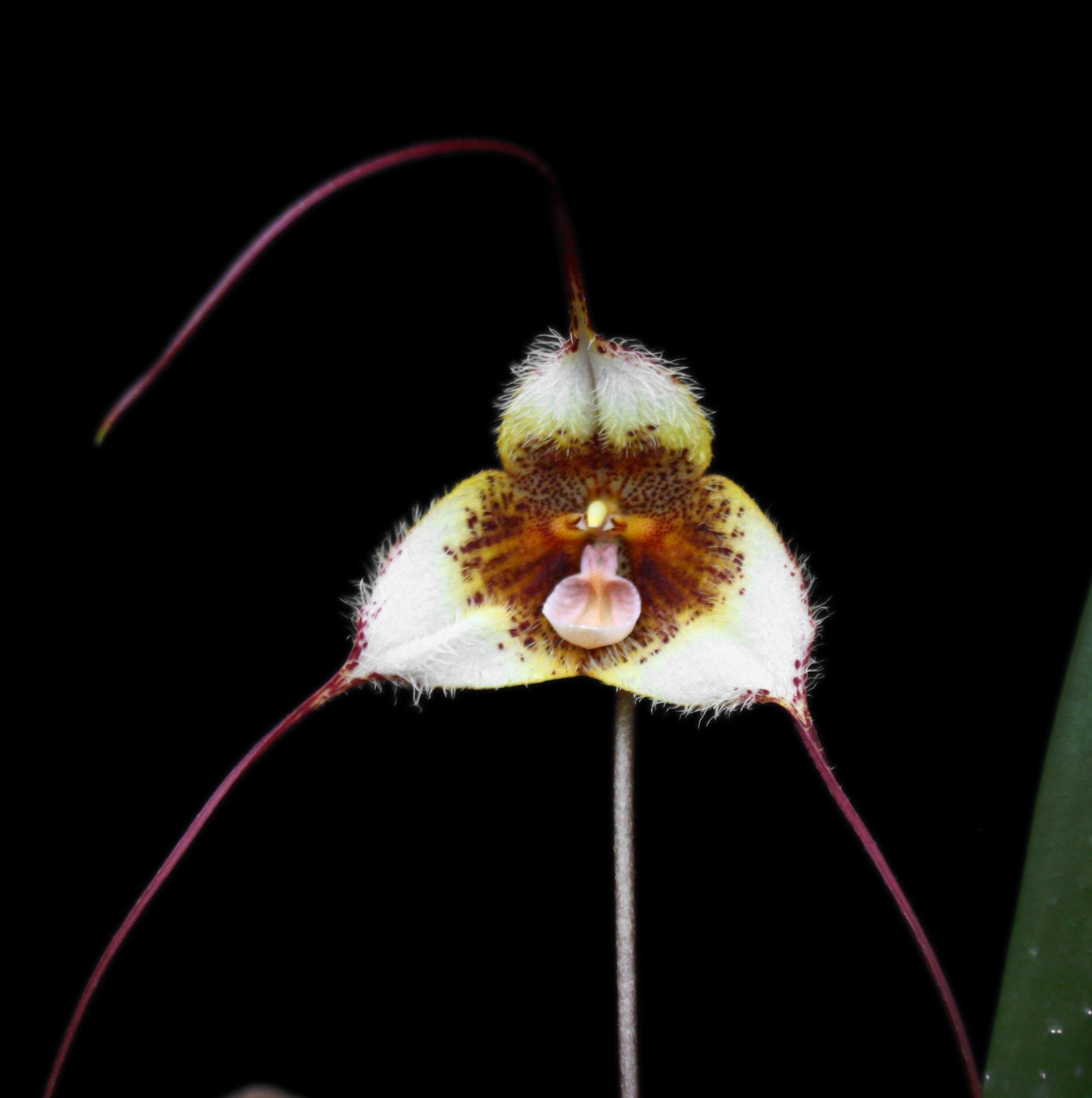 Dracula diana blanquisca