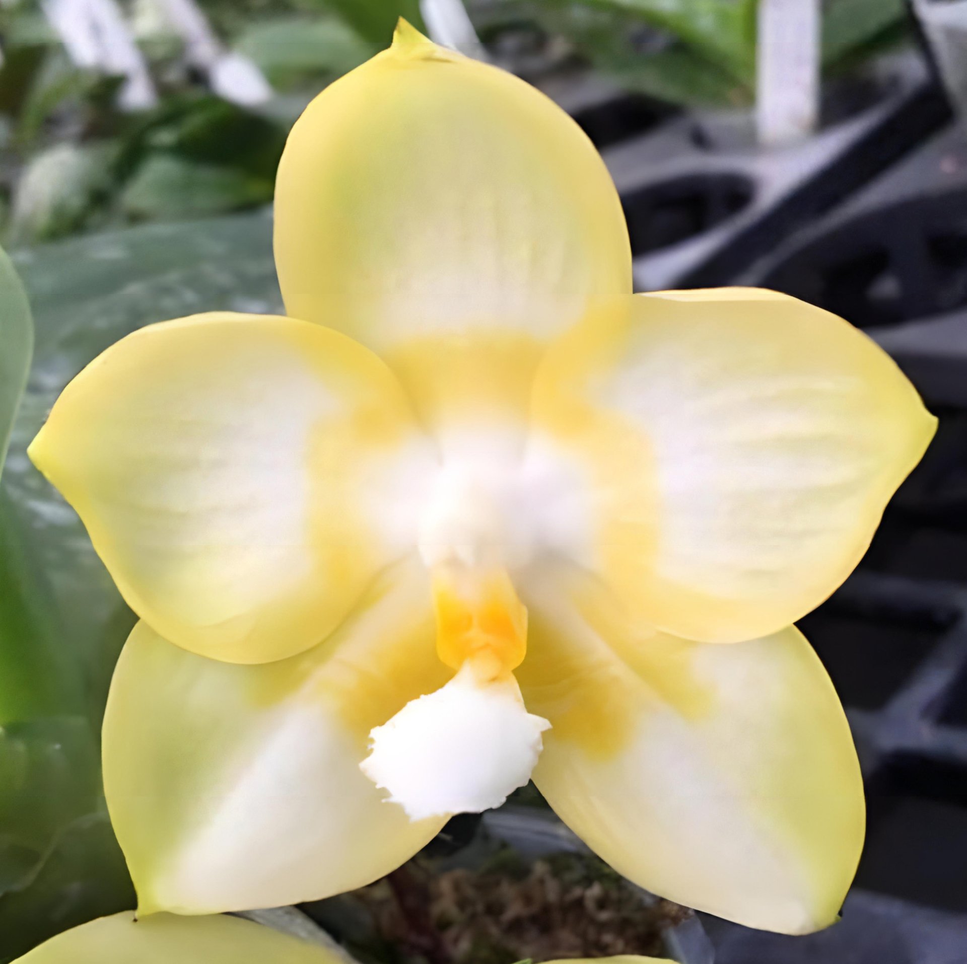 Phal. Chang Yi Green Giant 'Eddy's Emerald' x Phal. Yaphon Lover 2