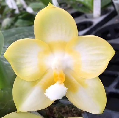 Phal. Chang Yi Green Giant 'Eddy's Emerald' x Phal. Yaphon Lover