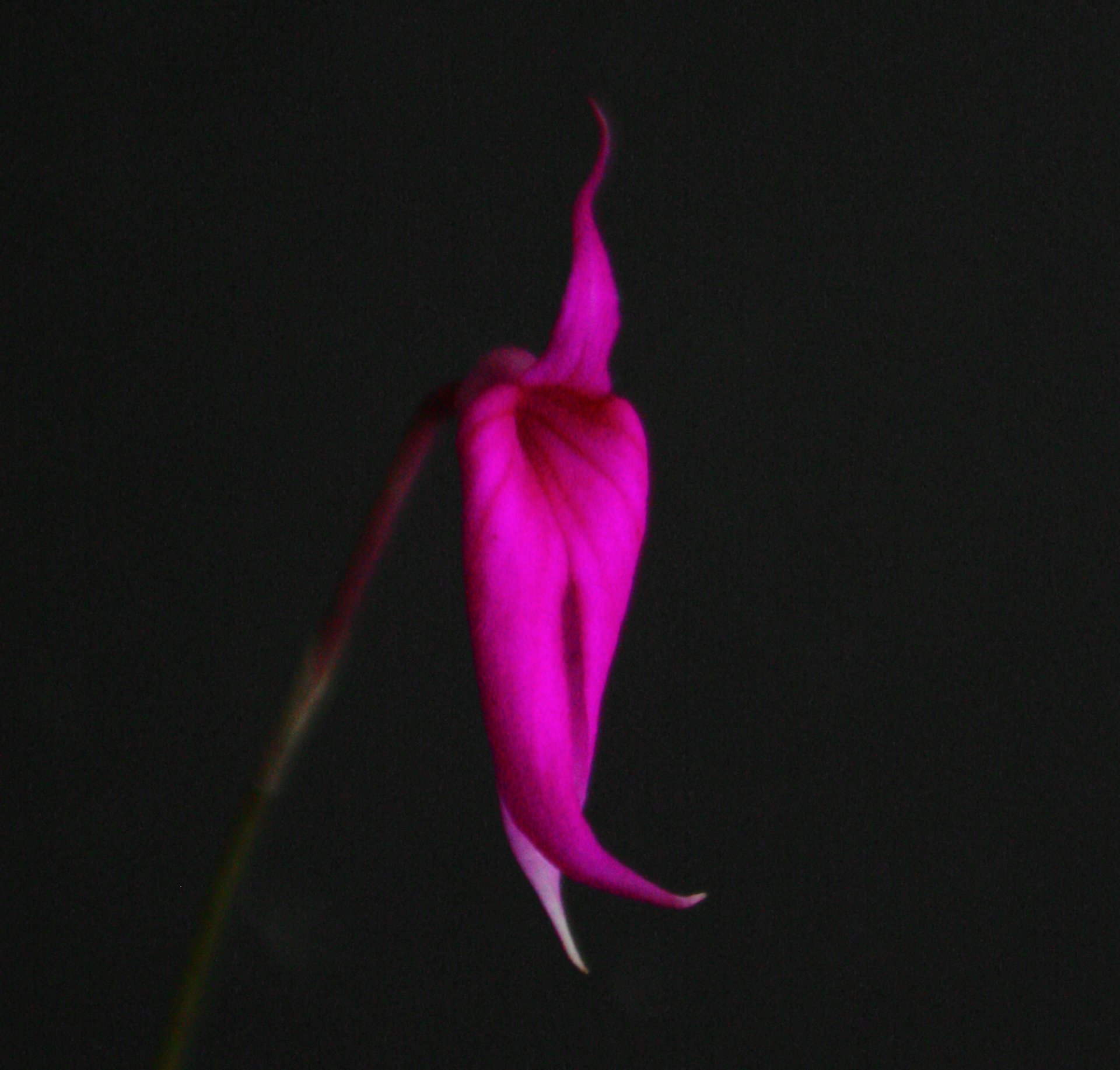 Msa.constricta（masdevallia urosalpinx)