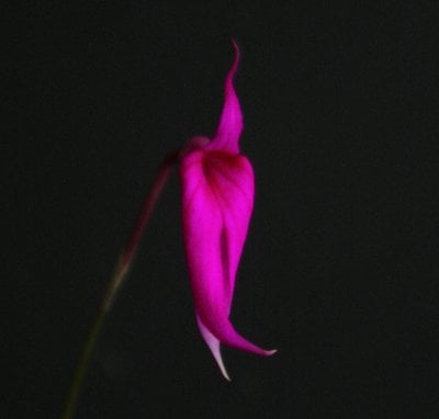 Msa.constricta（masdevallia urosalpinx)