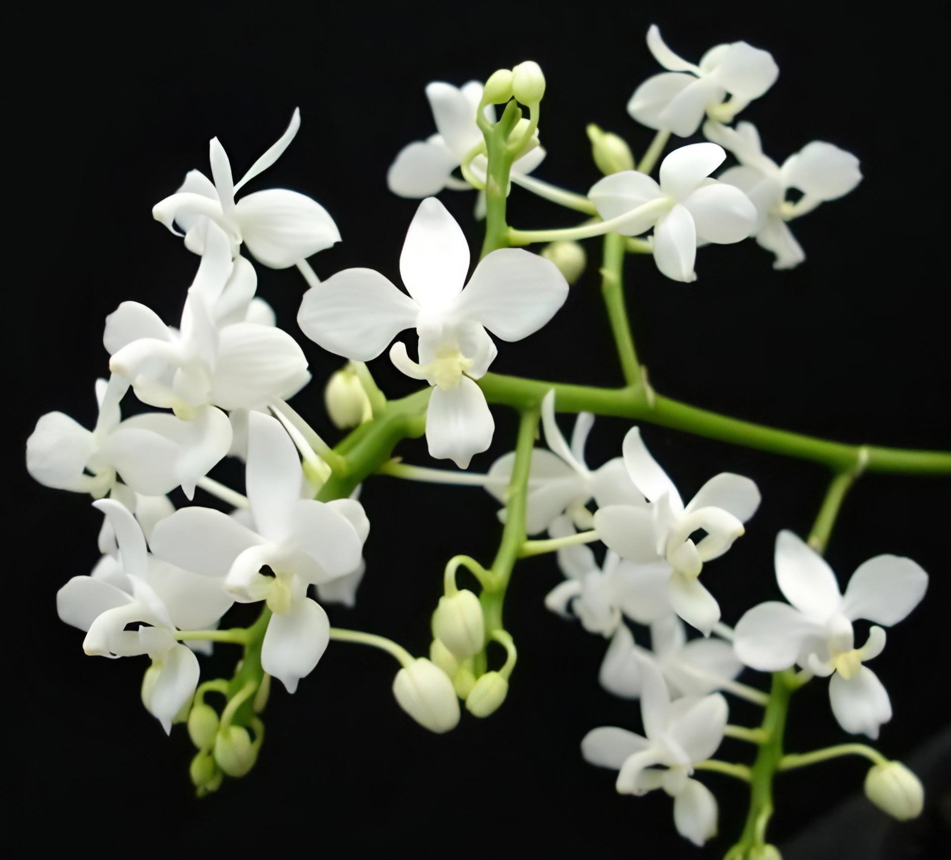 Phal.equestris var alba  xsib