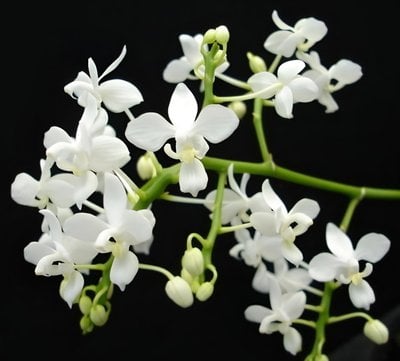 Phal.equestris var alba  xsib