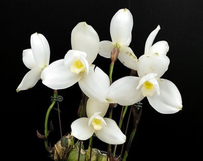 (Lyc.Shoalhaven x Auburn) x (Lyc. Chita Impulse)
