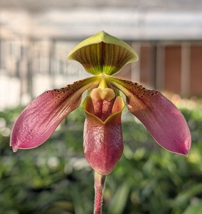 Paph.appletonianum x Paph. Enzan Kitty