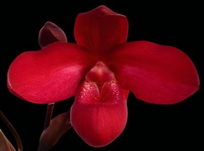 (Phrag. Yelva Myhre 'Corpus Christi' x Phrag. besseae) (10 plants in)