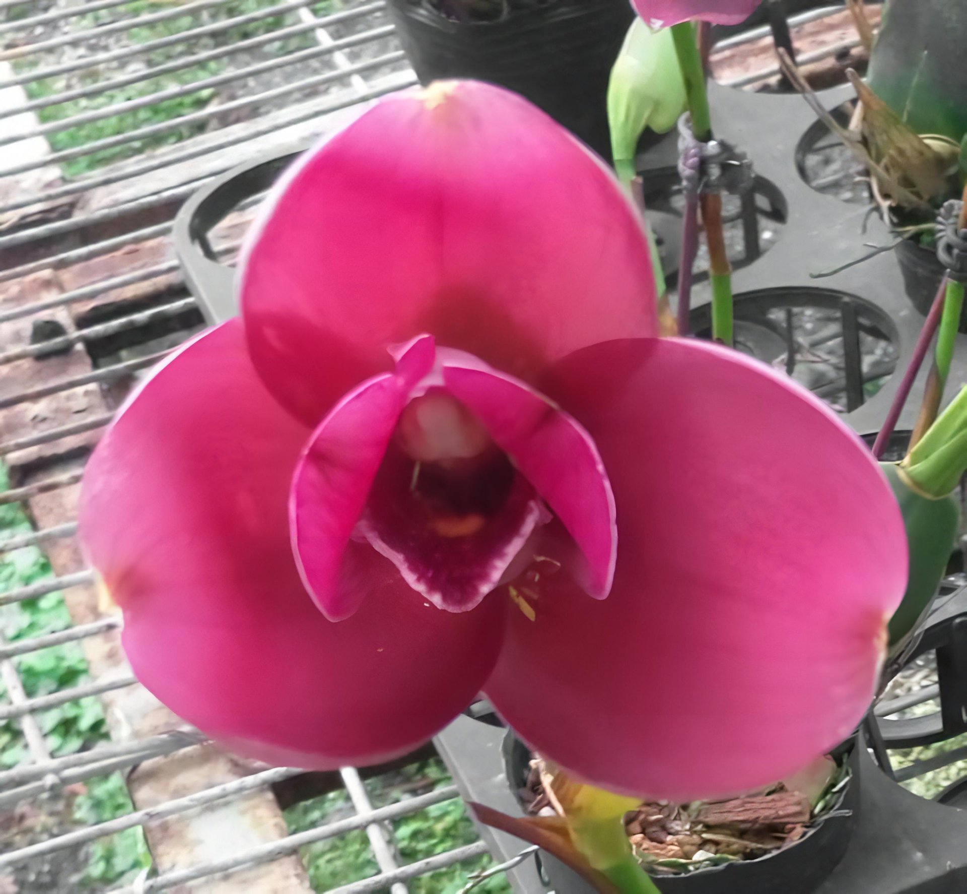 Bifrenaria atropurpurea X Lyc.Yi-Ying Sakura'No 41' 2