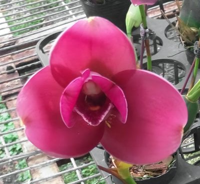 Bifrenaria atropurpurea X Lyc.Yi-Ying Sakura'No 41'