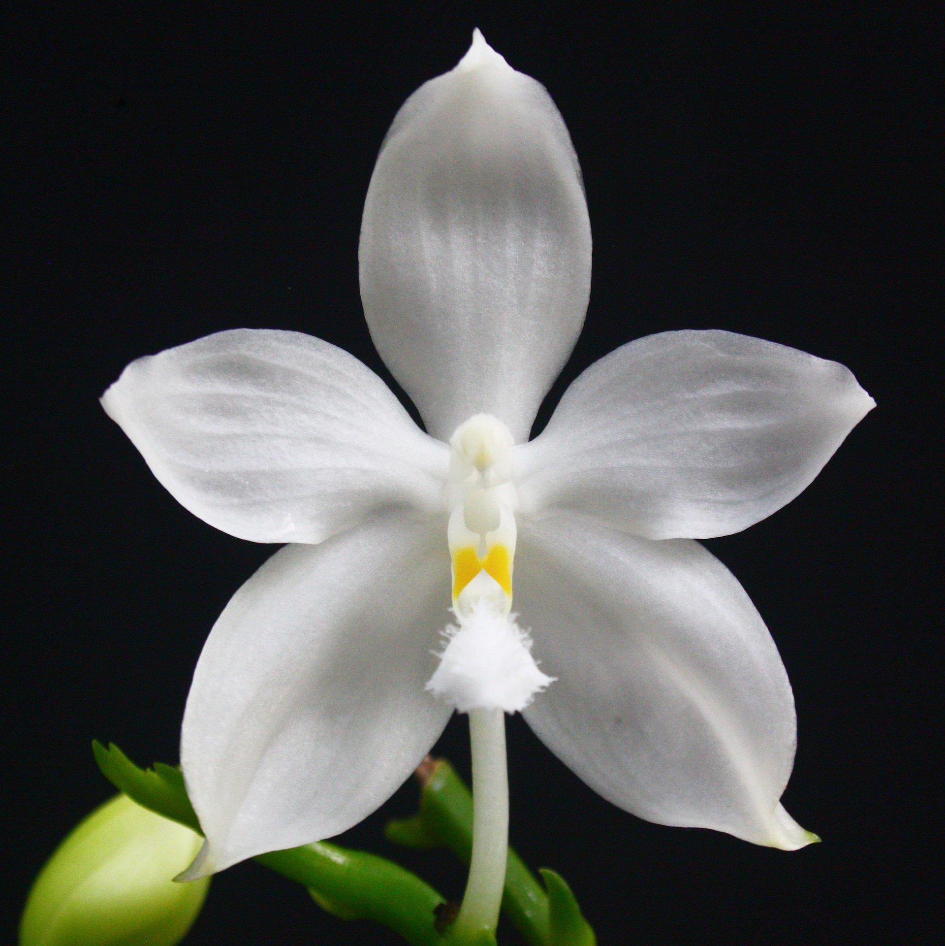 Phal.tetraspis var. alba x self