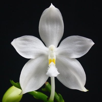 Phal.tetraspis var. alba x self