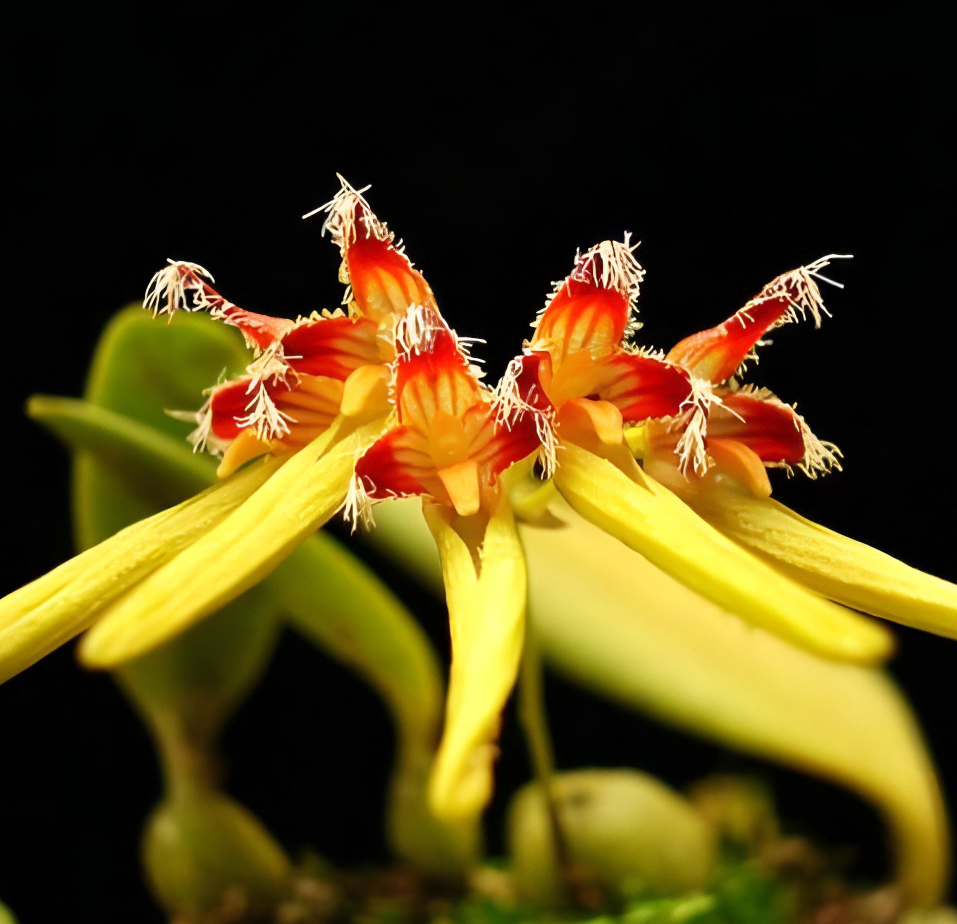 Bulb. fimbriperianthium x (Bulb. tingabarinum x Bulb. hirundinis)