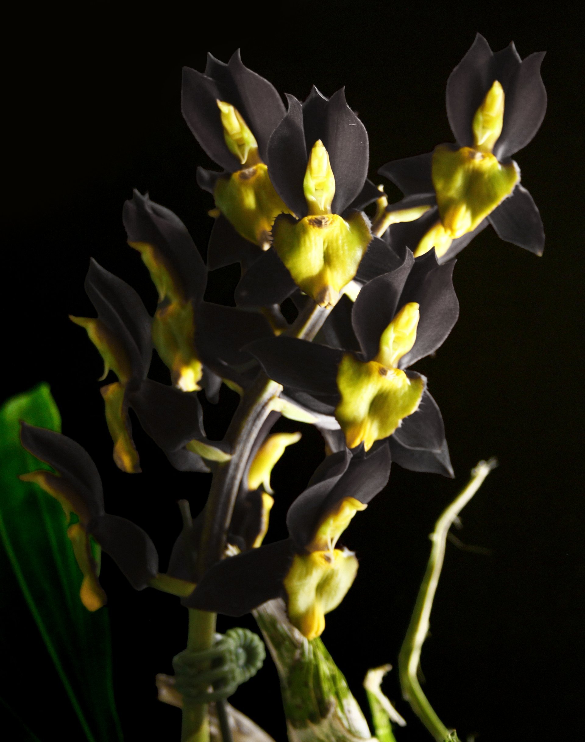 Catasetum tenebrosum 2