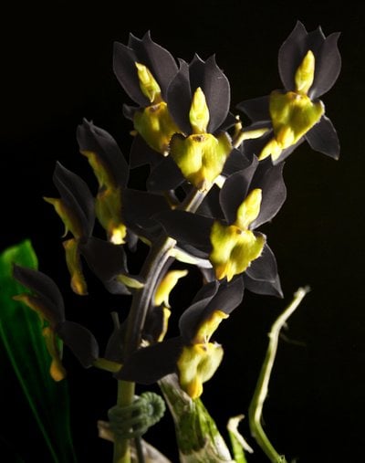 Catasetum tenebrosum