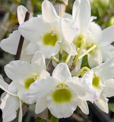 Dendrobium Angel Baby‘Love Pocket’