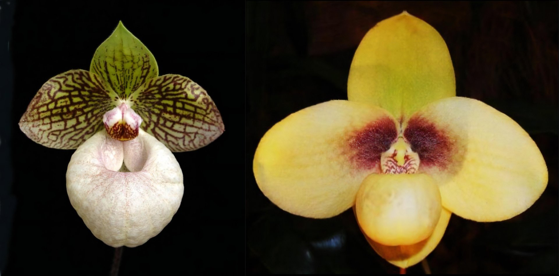Paph.Fanaticum x Paph.hangianum 3