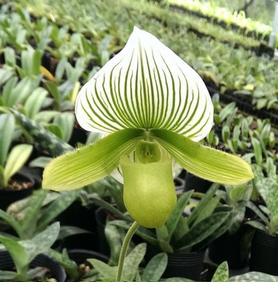 spicerianum'big' x Paph.Paph.Yi-Ying Green Coral