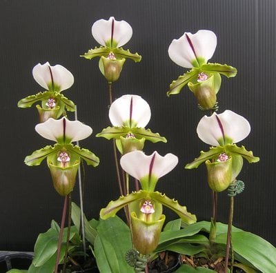 Paph.spicerianum x Paph. Mukayama Green"T72"