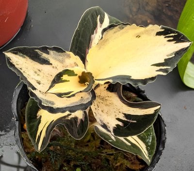 Anoectochilus sp. Red vein 'The Wizard of Oz' (heavy variegated) (10 plants in)