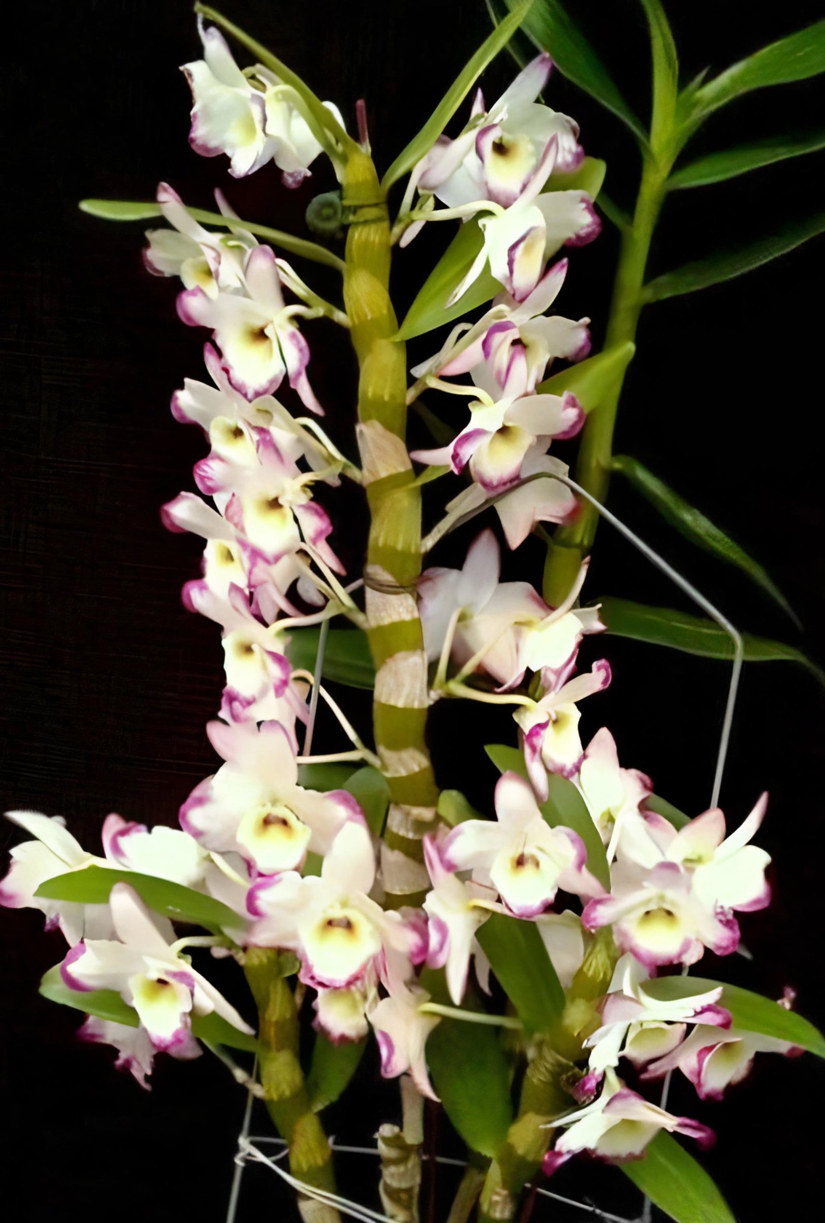 Den.Second Love "Kirameki" (Meri clone) 2