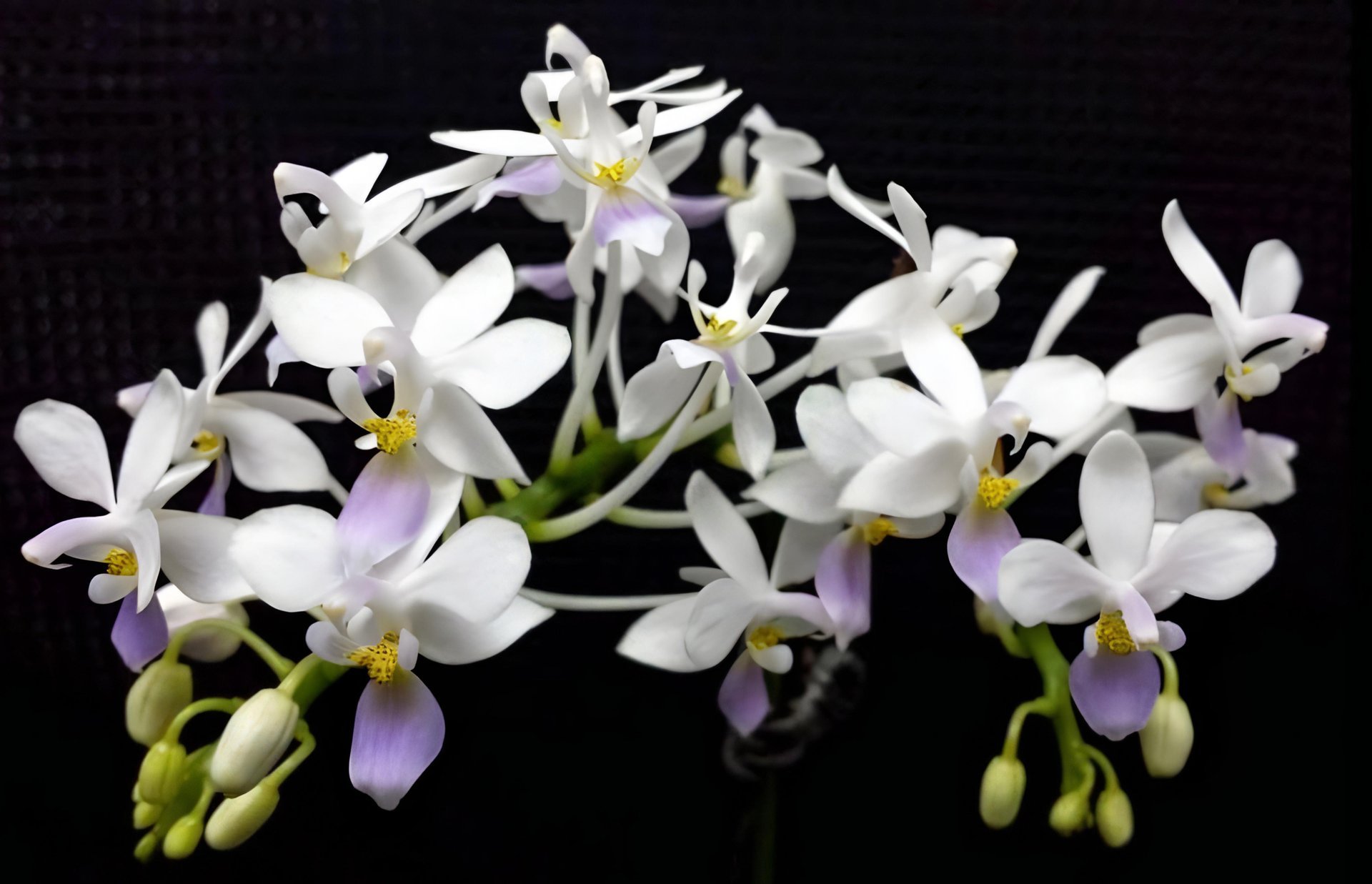 Phal.equestris'Blue Lip'